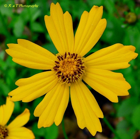 {Coreopsis auriculata}